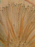 Peziza echinospora image