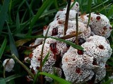 Abortiporus biennis image
