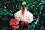 Russula tenuiceps image