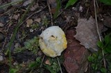 Hypomyces microspermus image