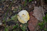 Hypomyces microspermus image