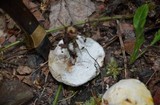 Hypomyces microspermus image