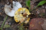 Hypomyces microspermus image