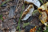 Hypomyces microspermus image