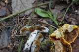 Hypomyces microspermus image