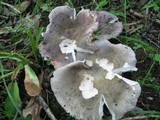 Russula variata image