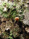 Mycena corticola image