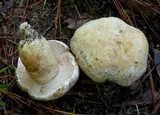 Tylopilus peralbidus image