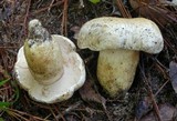 Tylopilus peralbidus image