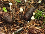 Mycena insignis image