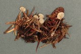 Mycena insignis image