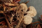 Mycena insignis image