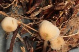 Mycena insignis image