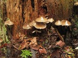 Mycena leptocephala image
