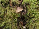 Mycena leptocephala image