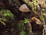 Mycena leptocephala image