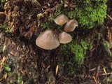 Mycena leptocephala image