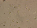 Mycena leptocephala image