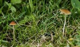 Conocybe cyanopus image