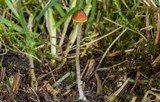 Conocybe cyanopus image