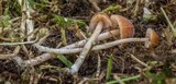Conocybe cyanopus image