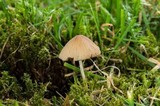 Conocybe cyanopus image