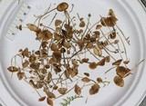 Conocybe cyanopus image
