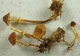 Conocybe rugosa image