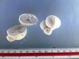 Lycoperdon marginatum image