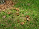 Boletinellus merulioides image
