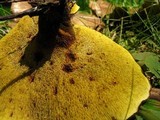 Boletinellus merulioides image