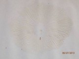 Megacollybia rodmanii f. murina image