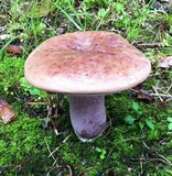 Tylopilus plumbeoviolaceus image