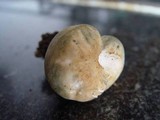 Russula virescens image