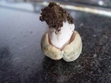 Russula virescens image
