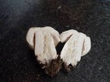 Russula virescens image