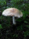 Amanita multisquamosa image