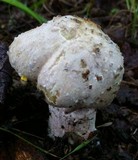 Hypomyces hyalinus image