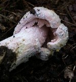 Hypomyces hyalinus image
