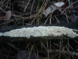 Antrodia albida image