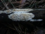 Antrodia albida image