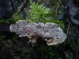 Eichleriella deglubens image