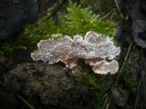 Eichleriella deglubens image