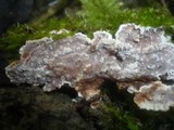 Eichleriella deglubens image