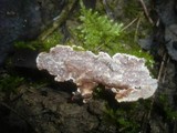 Eichleriella deglubens image