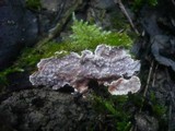Eichleriella deglubens image