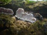 Eichleriella deglubens image