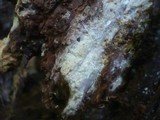 Peniophorella pubera image