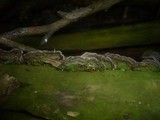 Porostereum spadiceum image