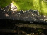 Porostereum spadiceum image